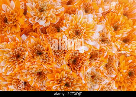 Gros plan d'un groupe de chrysanthème Orange teint. Les fleurs affichent une couleur exceptionnellement brillante et saturée, créant une texture riche et dense. Banque D'Images