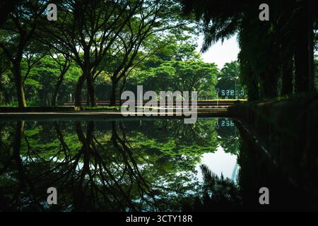 Un chemin bordé d'arbres dans un parc paisible avec un ciel bleu clair et un feuillage vert naturel. Banque D'Images