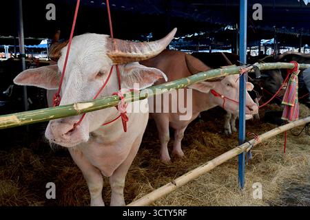 Les buffles d'eau albinos (Bubalus bubalis) sont des symboles rares et sacrés de bonne fortune en Thaïlande, qui coûtent cher dans son industrie de l'élevage Banque D'Images