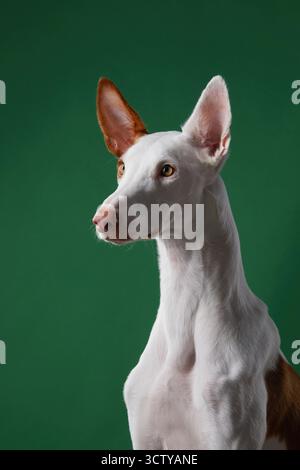 Un chien courant d'Ibiza est photographié de profil sur un fond vert discret, montrant sa forme élégante de tête et son long museau. L'éclairage doux crée Banque D'Images