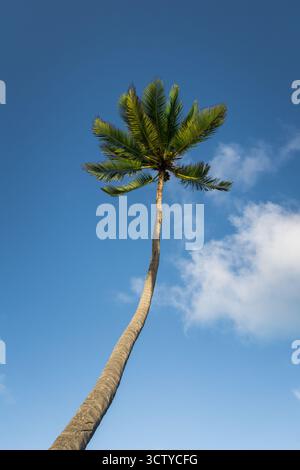 Un grand palmier se dresse contre un ciel bleu vif, son long tronc s'étendant vers le haut. De légers nuages dérivent à proximité, soulignant les frondes vertes vibrantes Banque D'Images
