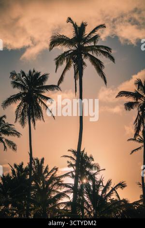 De grands palmiers se dressent gracieusement contre un ciel coloré de coucher de soleil. Les teintes dorées se mélangent aux nuages doux au coucher du soleil, créant un guichet automatique paisible et serein Banque D'Images