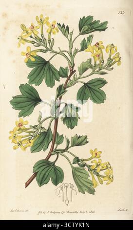 Cassis doré, cassis de girofle, pruterberry, cassis de buffle ou cassis du Missouri, Ribes aureum. Originaire d'Amérique du Nord, présenté par le botaniste anglais Thomas Nuttall, dessiné à Joseph Knight's Nursery, Little Chelsea, King's Road. Gravure sur cuivre colorée à la main par P.W. Smith d'après une illustration botanique de Sydenham Edwards tirée de son propre registre botanique, J. Ridgeway, Londres, 1816. Banque D'Images