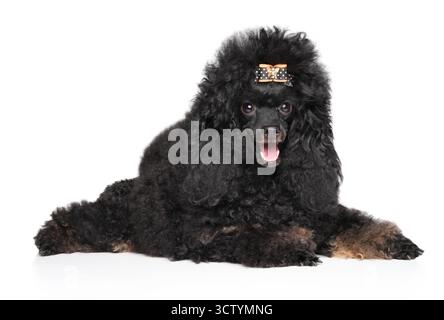 Portrait en gros plan. Beau caniche jouet noir, couché sur un fond blanc Banque D'Images