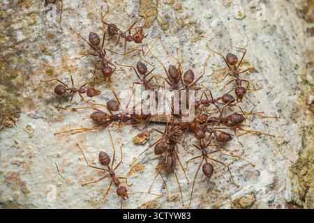 Les fourmis de tisserand transportent en coopération un aliment à travers l'écorce d'arbre altérée, mettant en valeur le travail d'équipe, l'effort collectif et le comportement social organisé dans un trop grand Banque D'Images