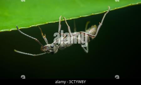 Insecte fourmi accroché à l'envers au bord d'une feuille verte éclatante, mettant en valeur ses détails corporels complexes à travers la macro photographie contre un sombre, n Banque D'Images