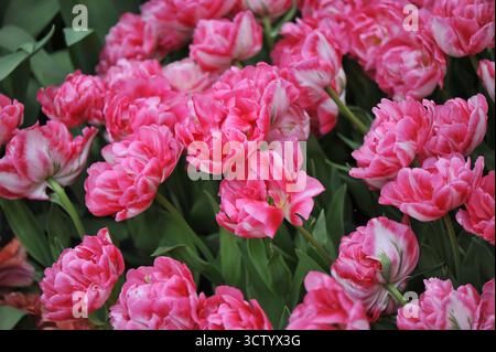 Rose et blanc double tulipes à fleurs de pivoine précoce (Tulipa) Marshmallow fleurissent dans un jardin en avril Banque D'Images