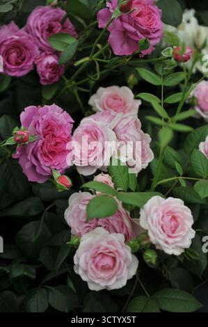 Roses anglais floribunda roses (Rosa) Claire Marshall et la Menopause Charity Rose fleurissent sur une exposition en mai Banque D'Images