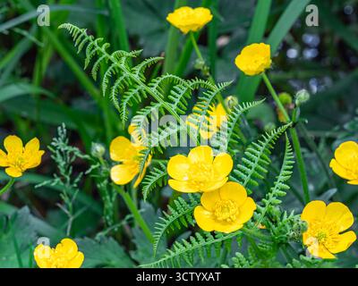 Gros plan de Ranunculus repens, le Buttercup rampant, est une plante à fleurs de la famille des Buttercup Ranunculaceae, dans le jardin. Fleurs jaunes de Cr Banque D'Images