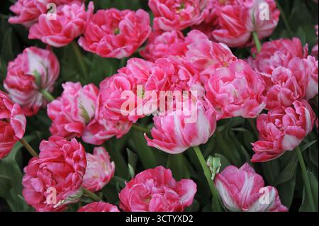 Rose et blanc double tulipes à fleurs de pivoine précoce (Tulipa) Marshmallow fleurissent dans un jardin en avril Banque D'Images