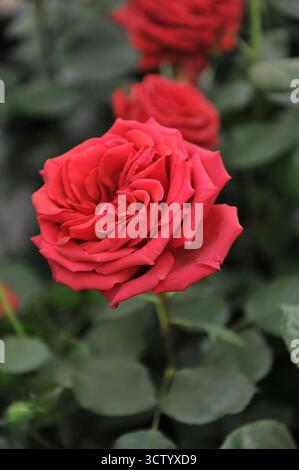Red English Hybrid Tea rose (Rosa) Chelsea retraité fleurit sur une exposition en mai Banque D'Images