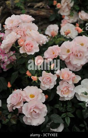 Rose arbuste anglais rose clair (Rosa) Linda Lee fleurit sur une exposition en mai Banque D'Images