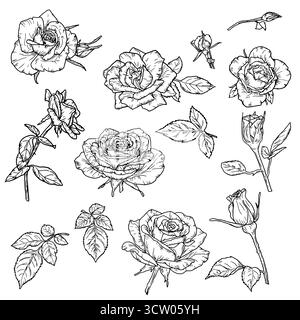 Roses et feuilles, ensemble de silhouettes, croquis noir et blanc. Illustration vectorielle. Fleurs avec des bourgeons et des pétales délicats isolés sur un fond blanc Illustration de Vecteur