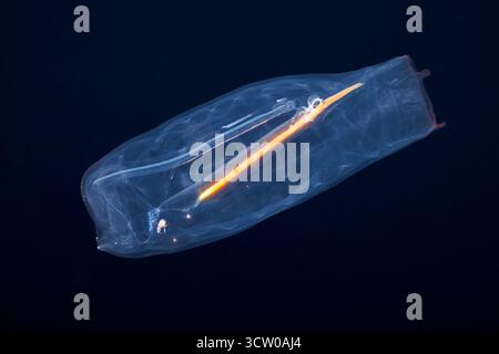 Cette image fascinante capture la délicate transparence de Salpa aspera, un tunicier pélagique de la famille des Salpidae, lors d'une plongée en eaux noires au large de T. Banque D'Images