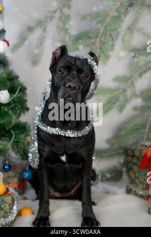 Chien noir avec des oreilles coupées enveloppées dans des guirlandes brillantes assis à côté de l'arbre de Noël décoré avec des cadeaux. Banque D'Images