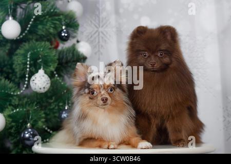 Deux chiens de Poméranie, merle et Brown, posant ensemble près du sapin de Noël, scène de studio festive. Banque D'Images