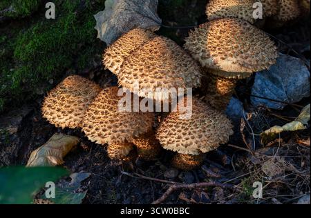 Groupe de Pholiota écailleux Banque D'Images