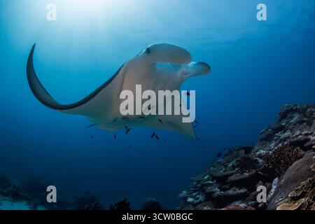 Cette photographie sous-marine montre une raie manta de récif, Mobula alfredi, une espèce autrefois classée comme Manta alfredi, dans une station de nettoyage sur un récif au large du Banque D'Images