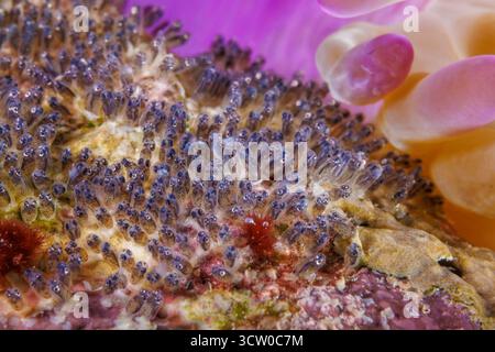 Cette macro photographie détaillée met en valeur les œufs bien développés de l'anémonefish commun, Amphiprion perideraion, une espèce le plus souvent associée wi Banque D'Images