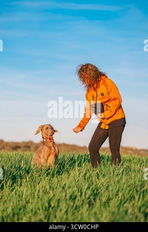 Un chien Weimaraner au visage drôle montre une expression enthousiaste en attendant patiemment que son propriétaire livre une récompense lors d'une séance d'entraînement dans un vert Banque D'Images