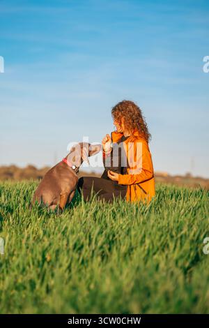 Une jeune femme s'agenouille dans un champ vert pour offrir une friandise à son chien Weimaraner, soulignant le lien étroit et la séance d'entraînement positive réussie Banque D'Images