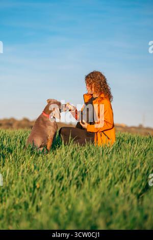 Le moment de récompense. Un jeune chien de Weimaraner tourne avec impatience la tête pour accepter une friandise de son propriétaire lors d'une séance d'entraînement positive Banque D'Images