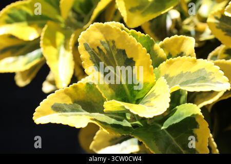 Gros plan du feuillage de fuseau panaché d'or et vert. Euonymus japonicus 'Ovatus aureus' Banque D'Images