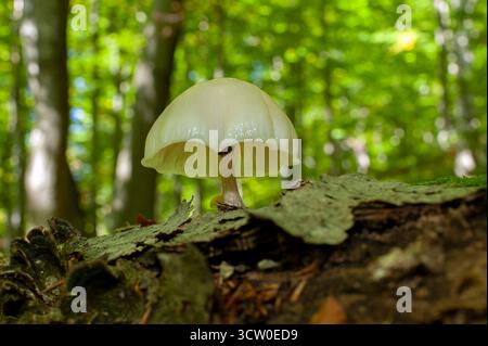 Champignon Mycena epipterygia, macro photo sur fond de forêt verte. Banque D'Images