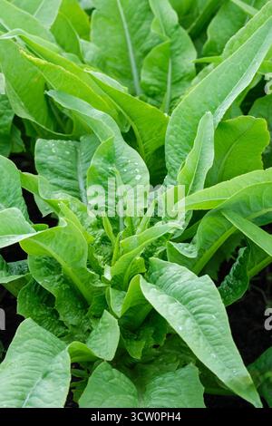 Celtuce, laitue à tige, laitue céleri, laitue chinoise, Lactuca sativa asparagina, jeunes plantes cultivant des lits de légumes Banque D'Images