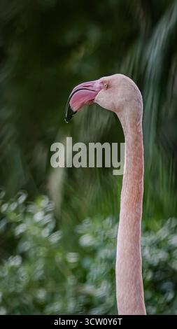 Gros plan portrait du grand flamant rose (Phoenicopterus roseus) avec fond vert doux et espace de copie Banque D'Images