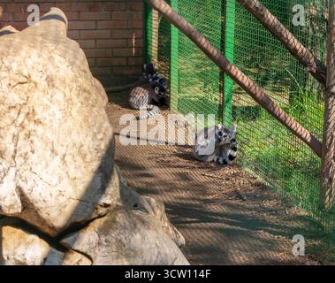 Gros plan du lémurien dans la cage du zoo Banque D'Images