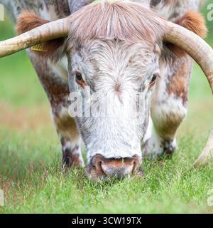 Vue rapprochée de la tête d'une longue vache à cornes qui paissait dans un parc public. Banque D'Images