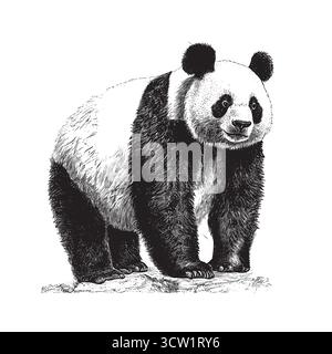 illustration vectorielle isolée de panda gravée en noir et blanc Illustration de Vecteur
