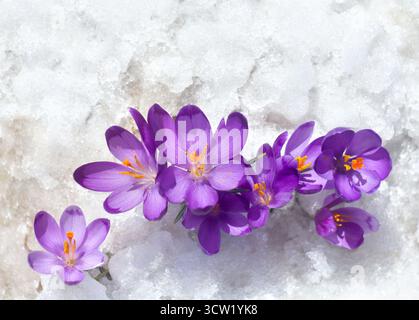 Premières fleurs de crocus violets ( Crocus heuffelianus ) dans la neige avec espace de copie pour le texte. Vue de dessus Banque D'Images