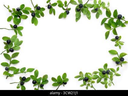 Baies mûres myrtilles sauvages sur des branches avec des feuilles vertes sur un fond blanc avec un espace pour le texte. Vue de dessus, pose à plat Banque D'Images