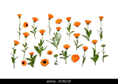 Fleurs Calendula ( Calendula officinalis, souci de pot, ruddles, souci de jardin ) sur un fond blanc. Vue de dessus, pose à plat. Herbe médicinale Banque D'Images