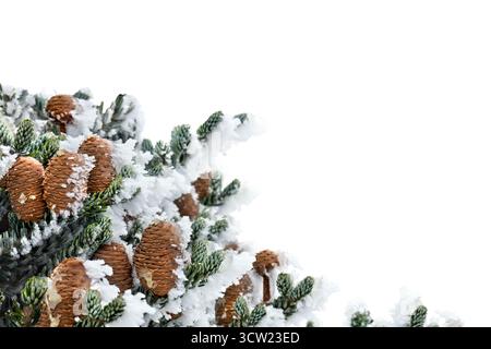 Branches d'arbre de noël ( épicéa ) avec des cônes couverts de givre et dans la neige sur fond blanc avec espace pour le texte Banque D'Images