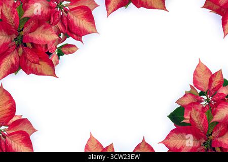 Décoration de Noël. Fleurs de poinsettia rose rouge sur fond blanc avec espace pour le texte. Vue de dessus, pose à plat Banque D'Images