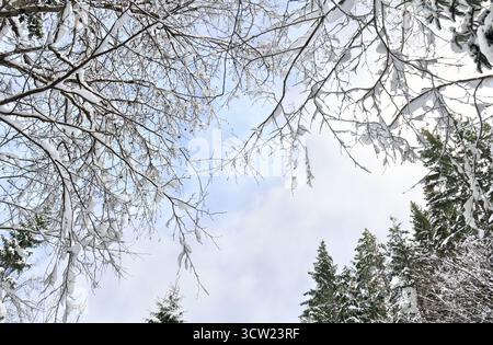Cimes des arbres et épicéa dans la forêt d'hiver couverte de neige sur fond bleu ciel nuageux Banque D'Images