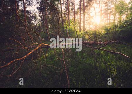 Pin tombé dans les lumières du coucher du soleil. Le pin vert se trouve parmi les buissons verts de la forêt. Pannonhalma, Hongrie Banque D'Images