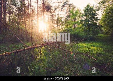 Pin tombé dans les lumières du coucher du soleil. Le pin vert se trouve parmi les buissons verts de la forêt. Pannonhalma, Hongrie Banque D'Images