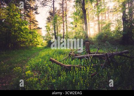 Pin tombé dans les lumières du coucher du soleil. Le pin vert se trouve parmi les buissons verts de la forêt. Pannonhalma, Hongrie Banque D'Images