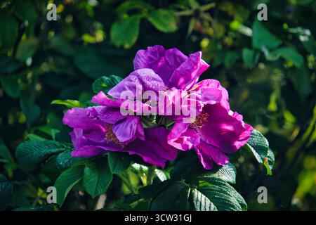 Rose de plage violette vibrante (Rosa rugosa) fleurs avec gouttes de rosée et feuillage vert Banque D'Images