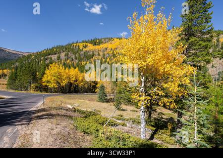 Paysage d'automne dans le Colorado avec des peupliers jaunes aux côtés de conifères vert foncé ; la couleur saisonnière de la région contrast.in les montagnes Rocheuses Banque D'Images