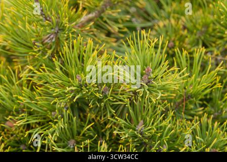 Pin de montagne compact avec un feuillage d'hiver jaune doré dense, parfait pour les jardins de roche et les petits paysages. Hardy et décoratif toute l'année. Banque D'Images