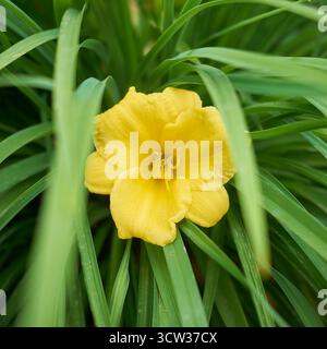 Fleur de jour jaune en gros plan de feuilles vertes Banque D'Images