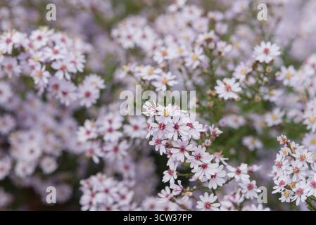 De délicates grappes de petites fleurs de levandre blanches à pâles recouvrant la plante à la fin de l'été et à l'automne. Un aster nord-américain robuste attirant la pollinate Banque D'Images
