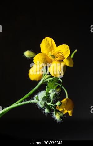 Fleur jaune avec des bourgeons flous - macro nature sur fond sombre Banque D'Images
