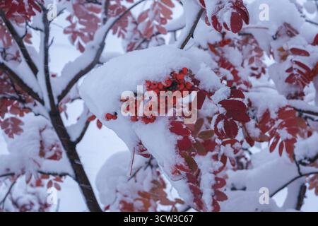 Branche d'arbre rowan recouverte de neige avec des baies rouges dans la forêt d'hiver Banque D'Images