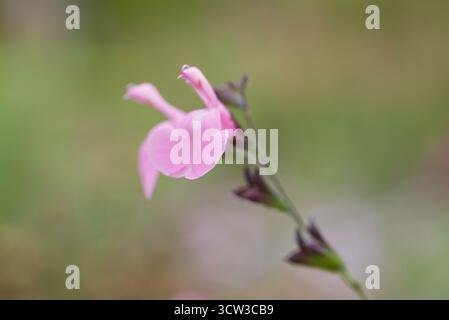 Sauge rose délicate avec des fleurs à deux lèvres fleurissant tout l'été. Aimé pour son parfum et pour attirer les abeilles et les papillons. Banque D'Images